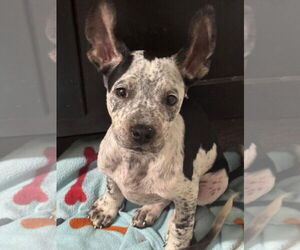 Australian Shepherd-Unknown Mix Dogs for adoption in Sanford, FL, USA