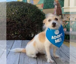 Mutt Dogs for adoption in Pacific Grove, CA, USA