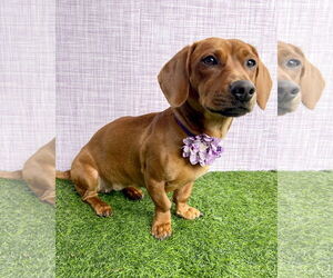 Dachshund-Unknown Mix Dogs for adoption in Corona, CA, USA