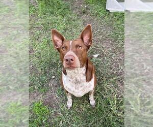 Blue Lacy-Unknown Mix Dogs for adoption in San Antonio, TX, USA