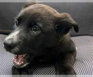 Medium Photo #1 Labrador Retriever Puppy For Sale in Redwood City, CA, USA