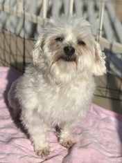 Maltese-Unknown Mix Dogs for adoption in San Bernardino , CA, USA