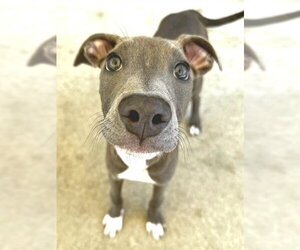 Mutt Dogs for adoption in Sacramento, CA, USA