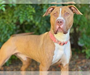 Mutt Dogs for adoption in Tavares, FL, USA