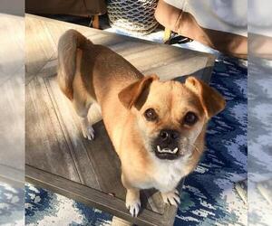 Chug Dogs for adoption in Denton, TX, USA