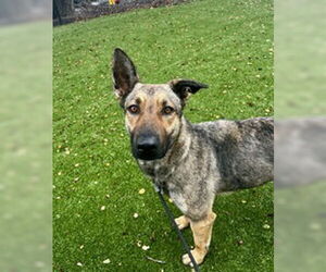 Mutt Dogs for adoption in Salinas, CA, USA