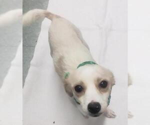 Chihuahua Dogs for adoption in Albany, GA, USA