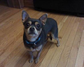 Chihuahua-Unknown Mix Dogs for adoption in Beloit, WI, USA
