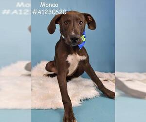 American Pit Bull Terrier Dogs for adoption in Bakersfield, CA, USA