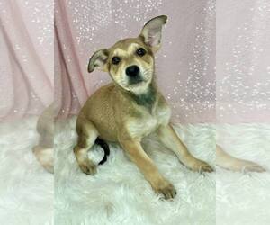 Mutt Dogs for adoption in Clarkesville, GA, USA