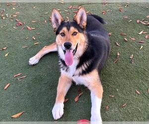 Collie-Unknown Mix Dogs for adoption in Martinez, CA, USA