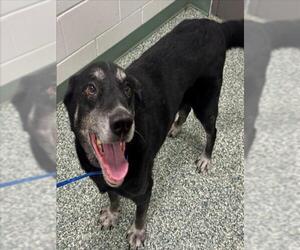 Labrador Retriever-Unknown Mix Dogs for adoption in Salisbury, NC, USA