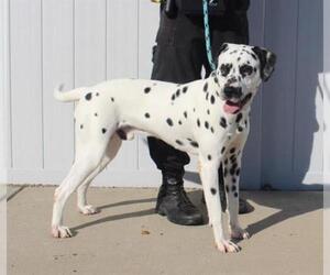Dalmatian Dogs for adoption in Louisville, KY, USA