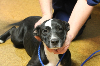 Labrador Retriever-Unknown Mix Dogs for adoption in Wauchula, FL, USA