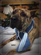 Presa Canario Dogs for adoption in Wenonah, NJ, USA