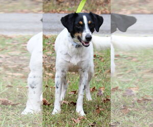 Jack Russell Terrier-Unknown Mix Dogs for adoption in Prattville, AL, USA