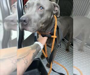 American Pit Bull Terrier-Unknown Mix Dogs for adoption in Derwood, MD, USA