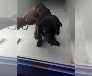 Chihuahua Dogs for adoption in Houston, TX, USA