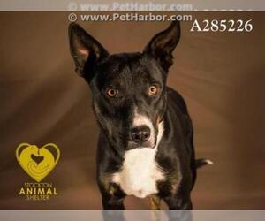 Australian Kelpie Dogs for adoption in Stockton, CA, USA
