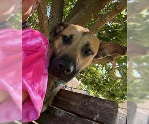 Mastiff-Unknown Mix Dogs for adoption in Tulsa, OK, USA