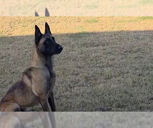 Mutt Dogs for adoption in Imlay City, MI, USA