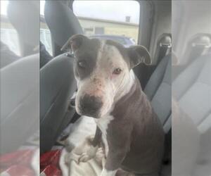 American Pit Bull Terrier Dogs for adoption in Conroe, TX, USA