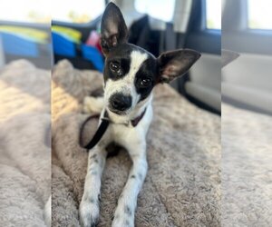 Rat Terrier Dogs for adoption in Newport Beach, CA, USA