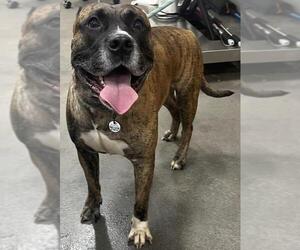 Presa Canario Dogs for adoption in Forestville, MD, USA