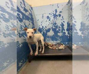 American Pit Bull Terrier Dogs for adoption in Evansville, IN, USA