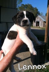 Medium Photo #1 American Staffordshire Terrier-Unknown Mix Puppy For Sale in Fairhope, AL, USA