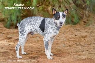 Mutt Dogs for adoption in Mojave, CA, USA