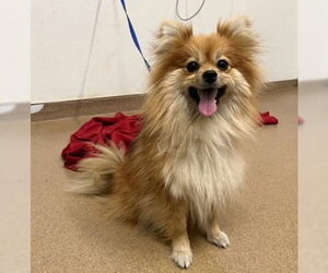 Pomeranian Dogs for adoption in Fremont, CA, USA