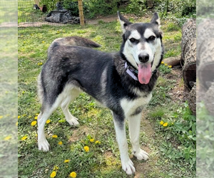 Siberian Husky Dogs for adoption in Omaha, NE, USA