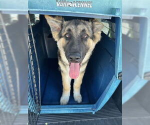German Shepherd Dog Dogs for adoption in Cupertino, CA, USA