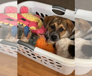 Mutt Dogs for adoption in Candler, NC, USA