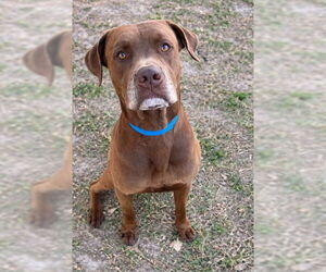 Medium Photo #1 American Pit Bull Terrier Puppy For Sale in Riverside, CA, USA