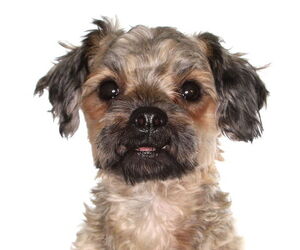 Mutt Dogs for adoption in Oakland Park, FL, USA