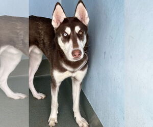 Siberian Husky-Unknown Mix Dogs for adoption in Pasadena, CA, USA