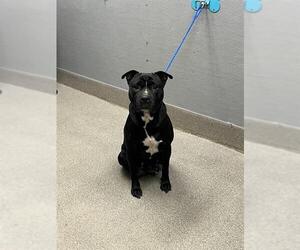 Mutt Dogs for adoption in Las Vegas, NV, USA