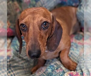 Dachshund Dogs for adoption in Bon Carbo, CO, USA