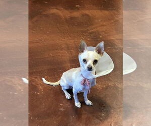 Chihuahua Dogs for adoption in San Diego , CA, USA