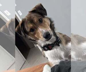 Border Collie-Unknown Mix Dogs for adoption in Royal Palm Beach, FL, USA