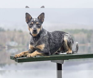 Mutt Dogs for adoption in Garden City, NY, USA