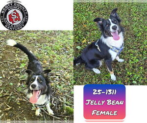 Border Collie-Unknown Mix Dogs for adoption in Georgetown, KY, USA