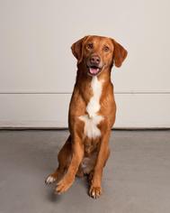 Labralas Dogs for adoption in Hankamer, TX, USA