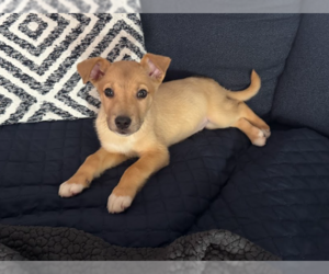 Mutt Dogs for adoption in Brooklyn Center, MN, USA