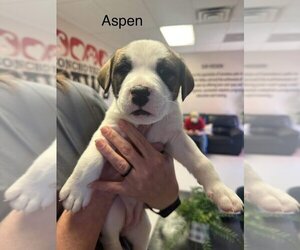 Greyhound-Unknown Mix Dogs for adoption in San Angelo, TX, USA