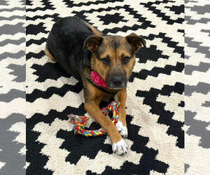 Shepradors Dogs for adoption in McKinney, TX, USA