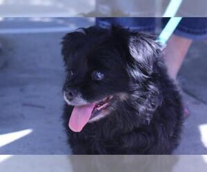 Schip-a-Pom Dogs for adoption in Pittsburg, CA, USA