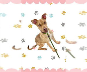 American Pit Bull Terrier-Labrador Retriever Mix Dogs for adoption in Conroe, TX, USA